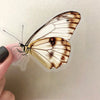 A close-up photo of a brown and white butterfly sticker, showing its wings and body.