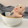 A realistic soft silicone piglet mini doll with pink and white fur is shown in a white bowl.