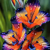 Vibrant orange and purple lily flower painted with water droplets on a green background.