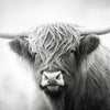 Black and white close-up portrait of a Scottish Highlander cow with long horns looking directly at the viewer.