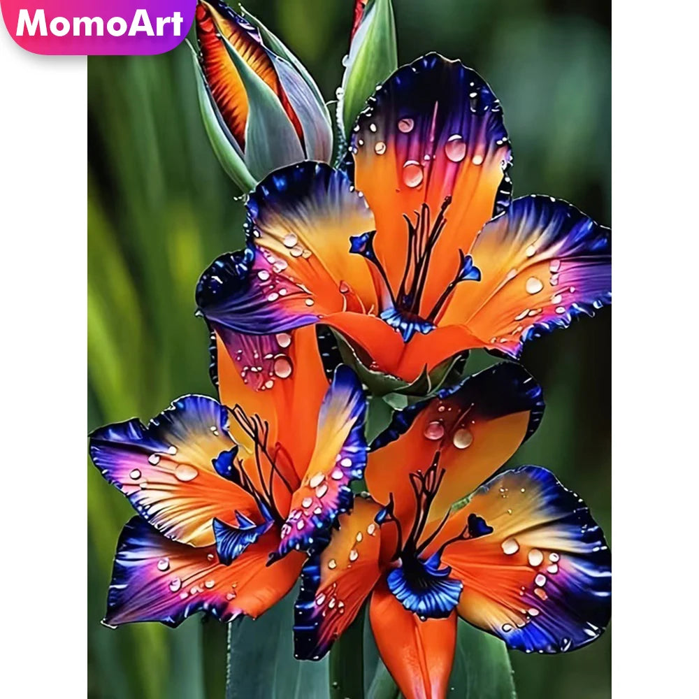 A vibrant orange and purple lily flower with water droplets, shown in a close-up.