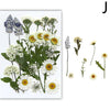 A collection of pressed natural dried flowers including blue and white daisies, chamomile, and other delicate blooms.