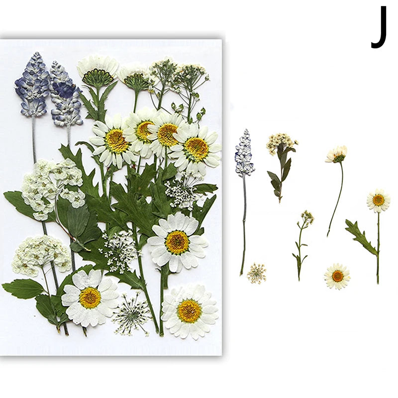A collection of pressed natural dried flowers including blue and white daisies, chamomile, and other delicate blooms.