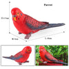 Realistic Bird Figurine Set – Educational PVC Models for Kids and Collectors