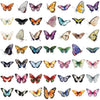A collection of 50 elegant waterproof butterfly stickers in various colors and designs.