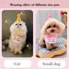 Pet Birthday Hat and Bib Celebration Set
