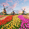 A vibrant landscape jigsaw puzzle featuring colorful tulips and windmills under a bright sky.
