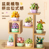 A wooden display shelf holds various miniature potted flowers and plants in colorful ceramic pots.