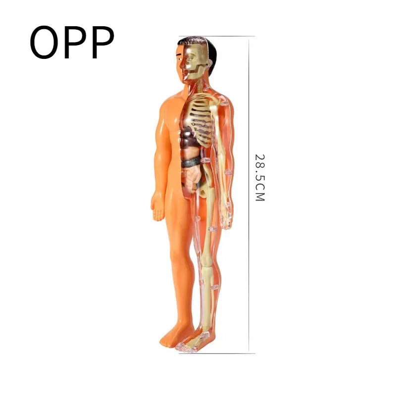 An orange interactive human anatomy torso model showing the skeletal structure and musculature.