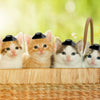 Mini Plastic Cowboy Hats for Party Favors and Cake Toppers