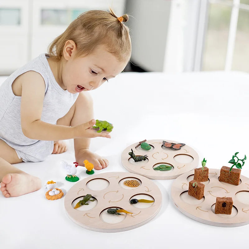 A young girl is interacting with a wooden learning set featuring various animals and plants for life cycle education.