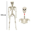 A realistic skeletal model of a human body displayed next to a skull and rib cage.