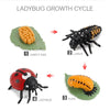 Wooden Life Cycle Learning Board for Kids