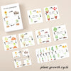A set of cards illustrating the plant growth cycle showing seeds, sprouts, and fruit development.