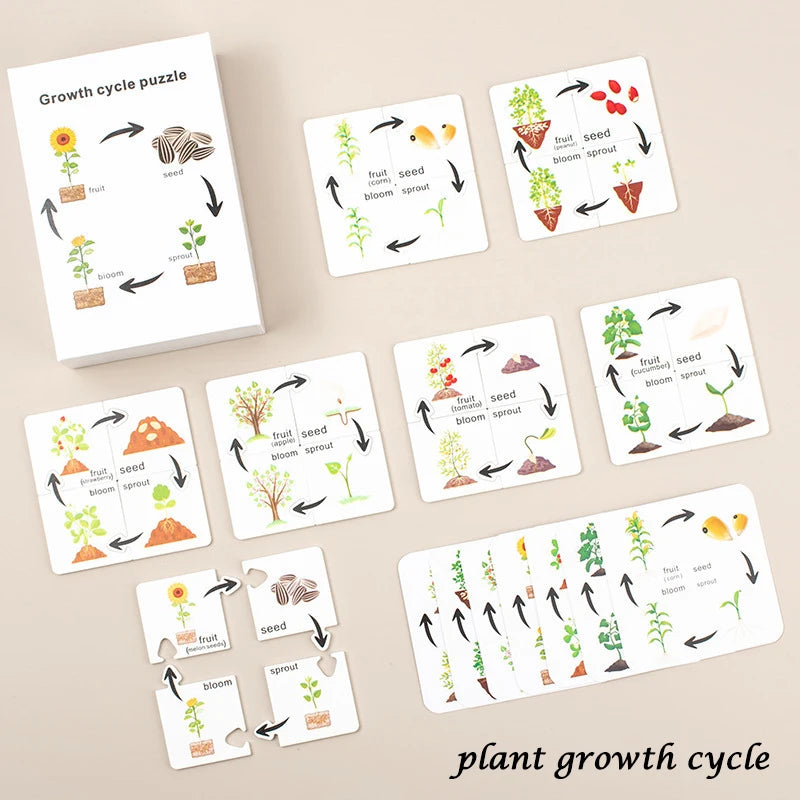 A set of cards illustrating the plant growth cycle showing seeds, sprouts, and fruit development.