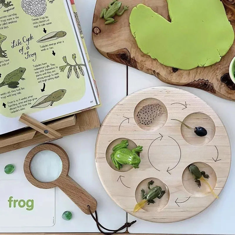 A wooden board displays various frogs and plant life cycle elements used for learning.