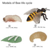 Wooden Life Cycle Learning Board for Kids