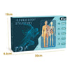 A box for an interactive human body structure toy showing a male and female torso model with removable organs.