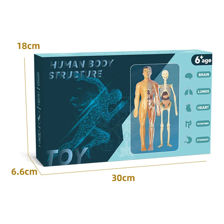 A box for an interactive human body structure toy showing a male and female torso model with removable organs.
