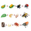Wooden Life Cycle Learning Board for Kids