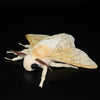 A soft, white and cream silk moth plushie with delicate wings and antennae against a dark background.