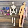 An interactive human anatomy torso model showing a skeletal structure and removable organs.