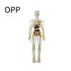 A clear, articulated model of the human torso anatomy with removable organs.