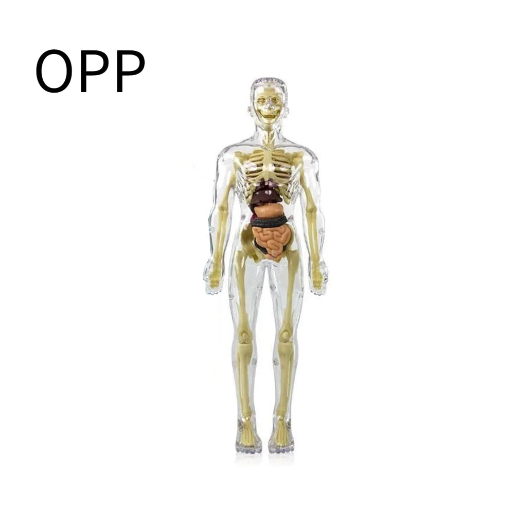 A clear, articulated model of the human torso anatomy with removable organs.