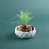 A small succulent plant is potted in a white ceramic dish filled with smooth, brown stones.