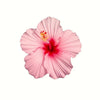 Hibiscus Flower Silicone Mold Set for Cake, Chocolate, Candle & Resin Crafting