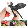 Realistic Bird Figurine Set – Educational PVC Models for Kids and Collectors