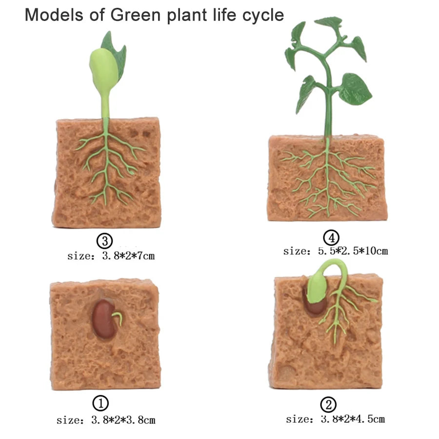 Wooden Life Cycle Learning Board for Kids