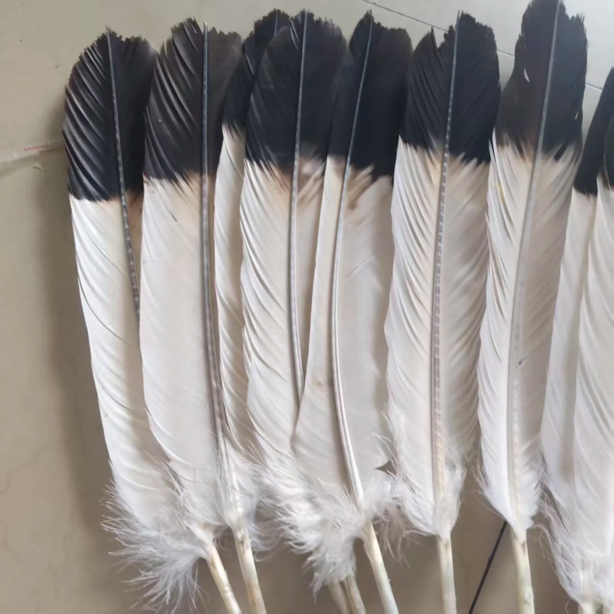 Set of 12 Natural Two-Color Eagle Tail Feathers for DIY Crafts