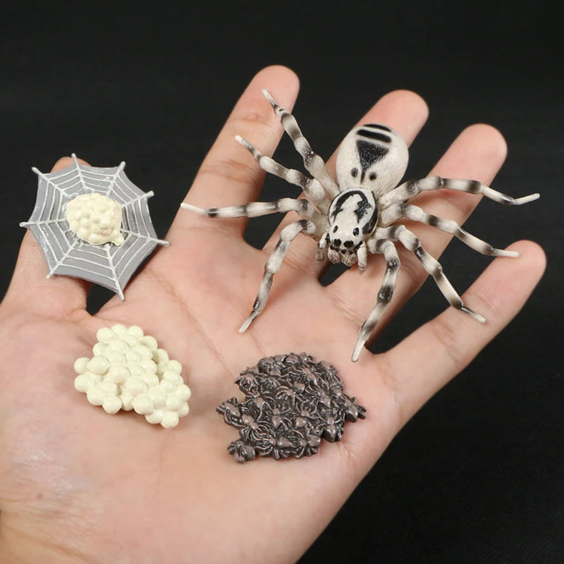 A spider is positioned on a hand next to its egg sac and a clump of spider silk.