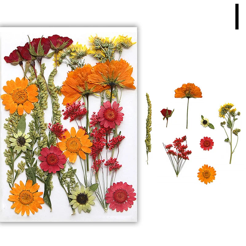 A collection of pressed natural dried flowers in shades of orange, red, and yellow on a white background.