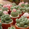 A collection of pink and green silicone cactus and succulent molds used for crafting candles, soap, and plaster