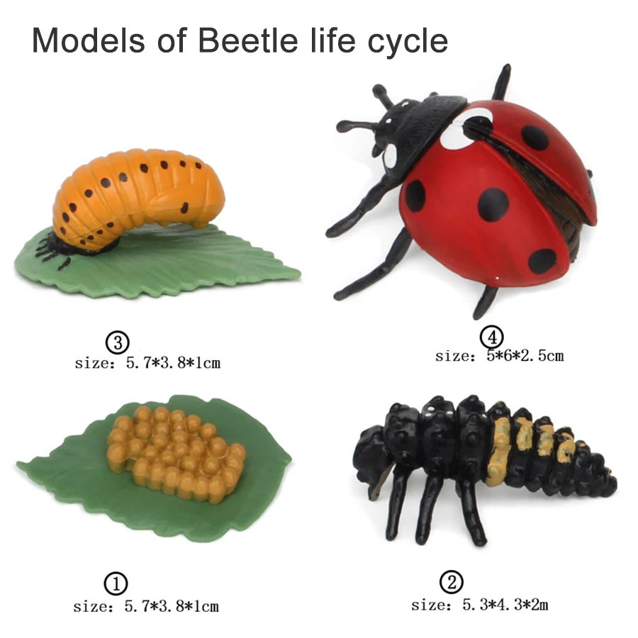 Wooden Life Cycle Learning Board for Kids