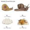 Wooden Life Cycle Learning Board for Kids