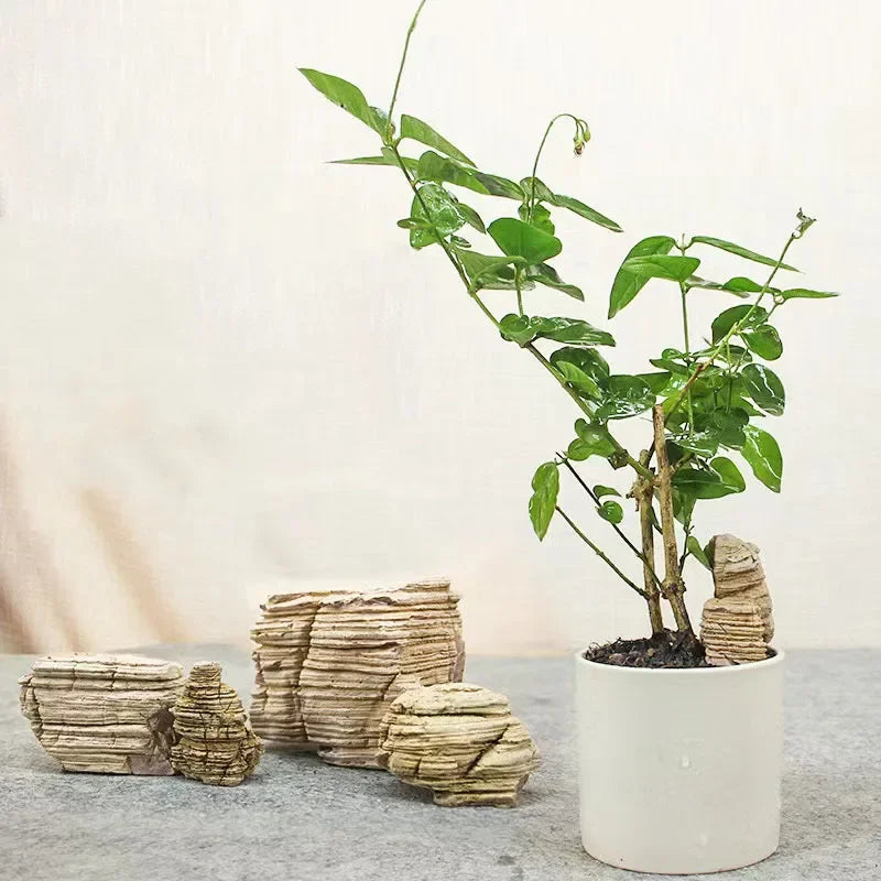 A potted plant with green leaves stands next to several stacked pieces of natural microporous aquarium stone.