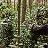 A person in a camouflage army costume set with accessories is partially visible amidst dense green foliage and tree trunks.