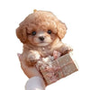 A small, fluffy, light brown plush robot puppy is held in a person's hand next to a wrapped gift box.