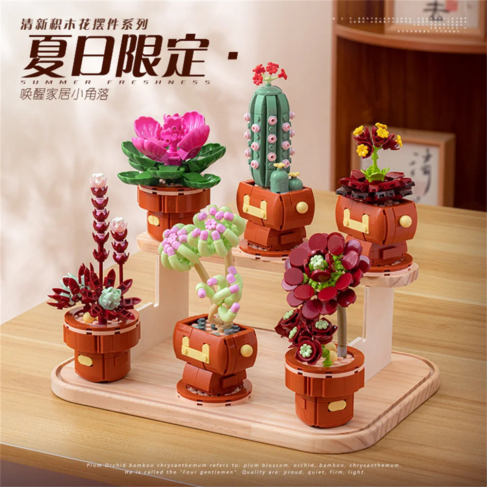 A set of miniature succulent plants and cacti arranged in terracotta pots on a wooden display stand.