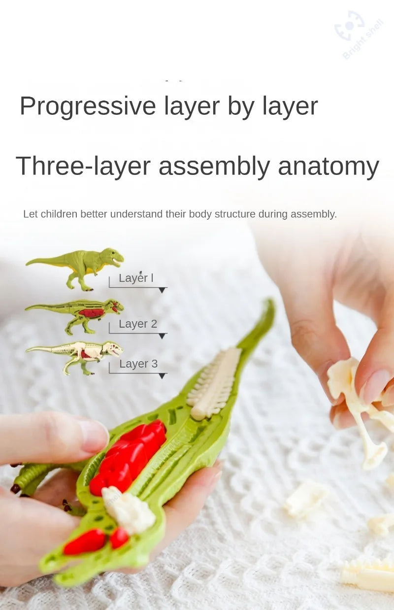Hands are assembling a three-layer anatomy model of a dinosaur using fossil parts.
