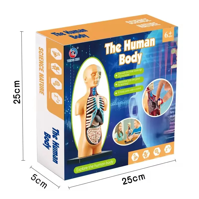 A box for The Human Body science kit featuring a model of the human body and anatomy components.