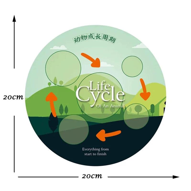 A diagram illustrating the life cycle of an animal, showing stages from start to finish.