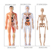 Trois modèles anatomiques du corps humain à différentes échelles montrant différentes vues du squelette et de la musculature.