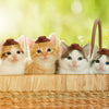 Mini Plastic Cowboy Hats for Party Favors and Cake Toppers