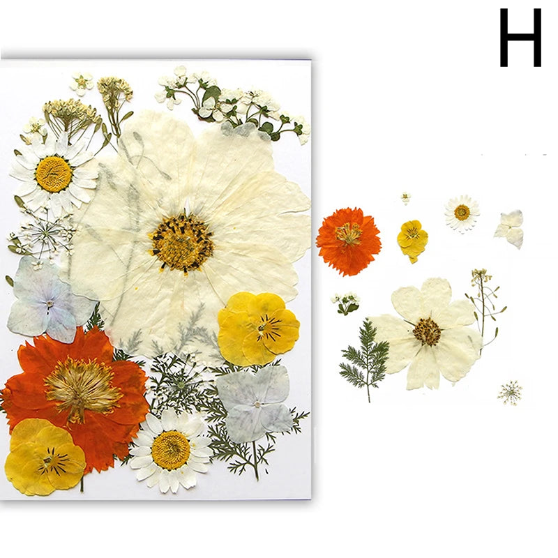 A collection of pressed natural dried flowers in shades of white, yellow, and orange on a white background.