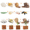 Wooden Life Cycle Learning Board for Kids