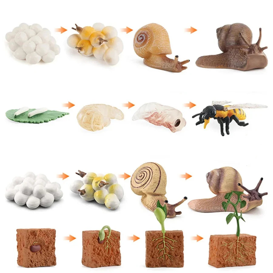 Wooden Life Cycle Learning Board for Kids